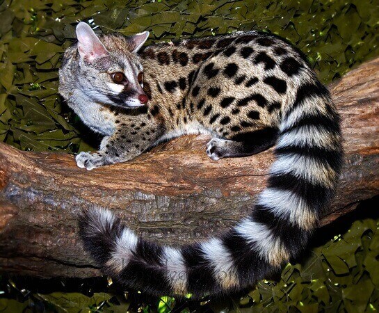 small spotted genet